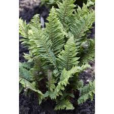 Attēlu rezultāti vaicājumam “Polystichum aculeatum”