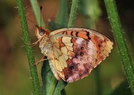 Attēlu rezultāti vaicājumam “Brenthis daphne”