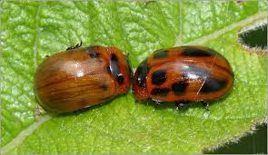 Attēlu rezultāti vaicājumam “Gonioctena viminalis”