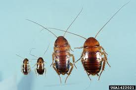 Image result for periplaneta americana