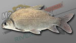 Image result for Ictiobus bubalus