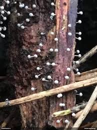 Attēlu rezultāti vaicājumam “Physarum murinum”