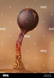 Attēlu rezultāti vaicājumam “Colloderma robustum young”