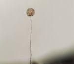 Attēlu rezultāti vaicājumam “Paradiacheopsis rigida”