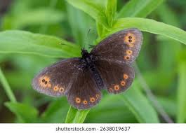 Attēlu rezultāti vaicājumam “Plebejus idas underside”
