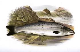 Image result for Salmo salar