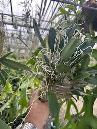 Attēlu rezultāti vaicājumam “Didymium aggregatum”