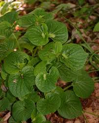 Attēlu rezultāti vaicājumam “Viola mirabilis leaf”