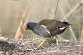 Attēlu rezultāti vaicājumam “Gallinula chloropus adult”