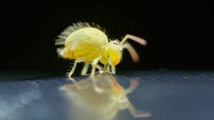 Attēlu rezultāti vaicājumam “Collembola”