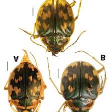 Attēlu rezultāti vaicājumam “Omophron limbatum”