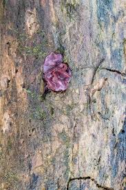 Attēlu rezultāti vaicājumam “Ascocoryne cylichnium”