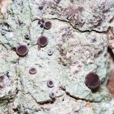 Attēlu rezultāti vaicājumam “Bacidia rubella”