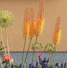 Image result for Steppenkerze