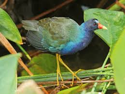 Attēlu rezultāti vaicājumam “Cribraria martinii”