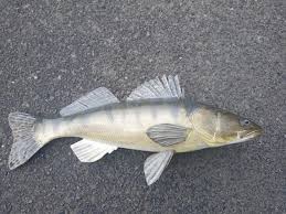 Image result for Sander lucioperca