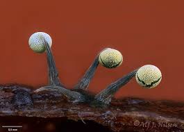 Attēlu rezultāti vaicājumam “Physarum viride var. aurantium spores”