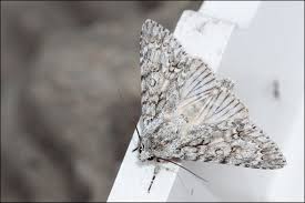 Attēlu rezultāti vaicājumam “Acronicta aceris larva”