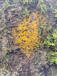 Attēlu rezultāti vaicājumam “Leocarpus fragilis young”