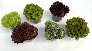 Image result for echtes Hauswurz