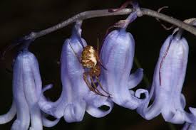 Attēlu rezultāti vaicājumam “Acalitus longisetosus”