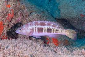Image result for Serranus atricauda