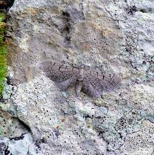 Attēlu rezultāti vaicājumam “Eupithecia venosata”