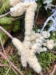 Attēlu rezultāti vaicājumam “Amaurochaete fusiformis”