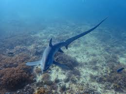 Image result for Alopias pelagicus