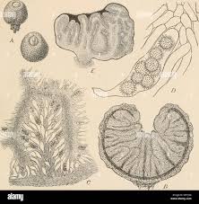 Attēlu rezultāti vaicājumam “Pachyphloeus melanoxanthus”