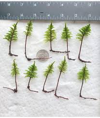 Attēlu rezultāti vaicājumam “Climacium dendroides”