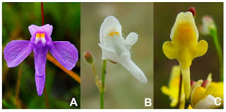 Attēlu rezultāti vaicājumam “Utricularia minor flower”