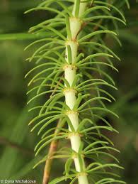 Attēlu rezultāti vaicājumam “Hippuridaceae”