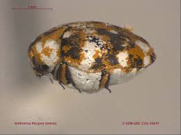 Attēlu rezultāti vaicājumam “Anthrenus sp. imago”