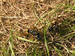 Attēlu rezultāti vaicājumam “Vespula rufa”