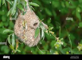 Attēlu rezultāti vaicājumam “Remiz pendulinus nest”