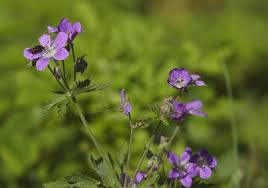 Attēlu rezultāti vaicājumam “Geranium sylvaticum”