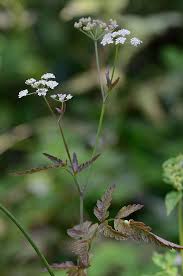 Attēlu rezultāti vaicājumam “Torilis japonica leaf”