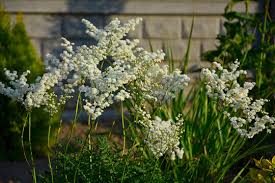 Image result for Filipendula vulgaris