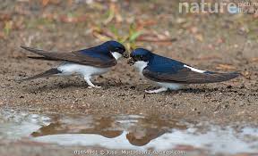 Attēlu rezultāti vaicājumam “Delichon urbicum nest”