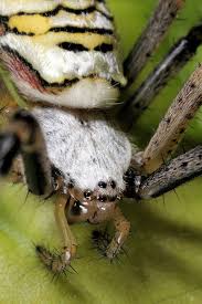 Attēlu rezultāti vaicājumam “Argiope bruennichi female”