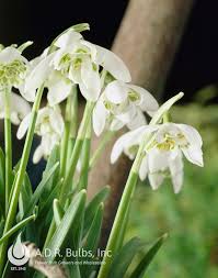 Attēlu rezultāti vaicājumam “Galanthus nivalis flower”