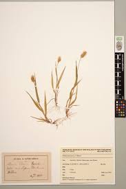 Attēlu rezultāti vaicājumam “Setaria glauca”