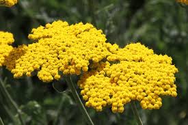 Attēlu rezultāti vaicājumam “Achillea salicifolia flower”