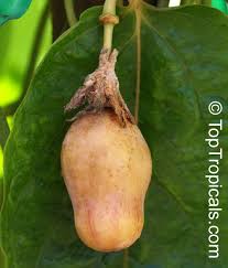 Attēlu rezultāti vaicājumam “Calamagrostis purpurea fruit”