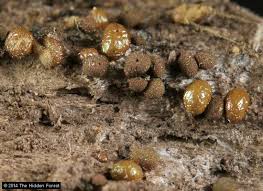 Attēlu rezultāti vaicājumam “Dianemataceae”