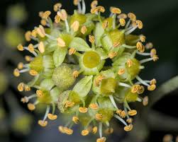Attēlu rezultāti vaicājumam “Hedera helix  flower”