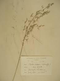 Attēlu rezultāti vaicājumam “Agrostis canina”