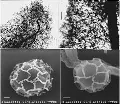 Attēlu rezultāti vaicājumam “Stemonitopsis aequalis var. microspora stalked”