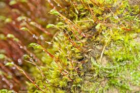 Attēlu rezultāti vaicājumam “Homomallium incurvatum”